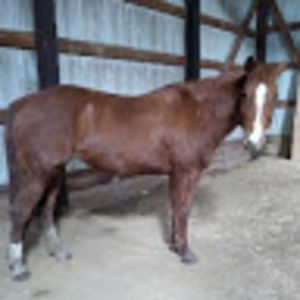 Meet your Posher, Savannah